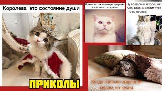 Состояние души - королева! смотри смешные картинки мемы котики приколы  