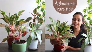 How to care for Aglaonema | Aglaonema Plant Care & Propagation tips