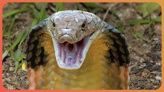 The Most Venomous Snakes and Predators | Wild Assassins