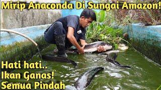 SEMUA MONSTER HARUS PINDAH! KURAS KOLAM IKAN MONSTER DENGAN KONDISI DARURAT