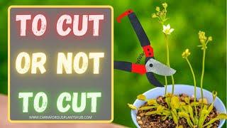 Venus Flytrap Flower Stalk Cutting: Should You Cut Off A Venus Flytrap Flower Stalk? When & How?