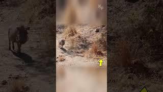 Leopard vs Warthog: A Battle in the Tall Grass