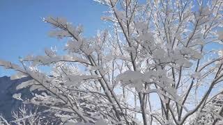 Футаж  Зимний солнечный день️ Winter Day Background