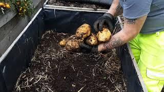 Giant Performer Potato Reveal For The Giant Vegetable Championships At The Malvern Autumn Show