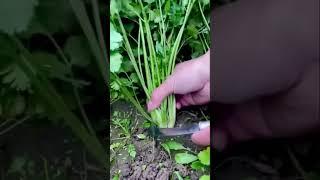 #coriander #corianders 19 July 2024