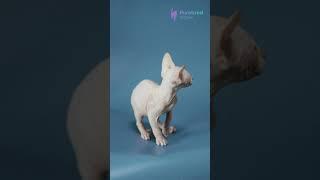 Adopt Kevin: The Adorable Red Point Canadian Sphynx Kitten  Calm & Playful! #CanadianSphynx