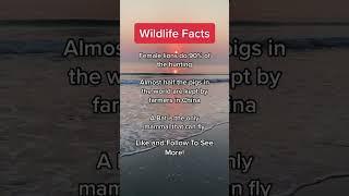 Wildlife Facts!!! #shorts  #wildlife #facts #wildanimalfacts #animals #wildlifewisdom