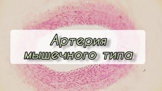 #артерия мышечного типа