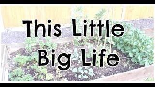 This Little Big Life (1)