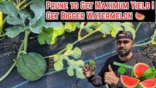 Pruning Watermelon Plants For Faster & Bigger PRODUCTION #watermelon #greentgarden