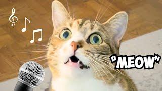 Cat's Purrfectly Soft Meows! | Singing Cat