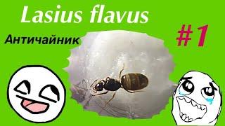 Lasius flavus #1 поднятие колонии Античайник