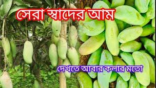 আমের মতো আম একটাই যথেষ্ট।#mango Thai Banana mango plants with flower. #tree