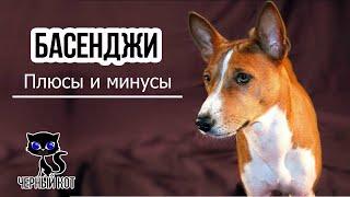  Басенджи: плюсы и минусы породы, которые, вероятно, ожидают будущего владельца