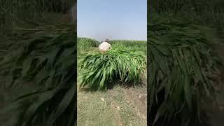 Pakistan kisan / village life