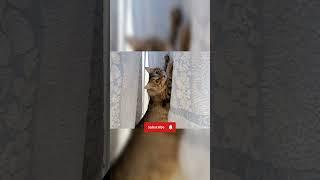 What are you doing? | Nafantik   #cat