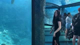 ASMR at the aquarium (sea life sydney) 🪸