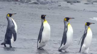 Video Stock Footage Free Download | Penguins Free Footage | Animals Stock Footage Free Download