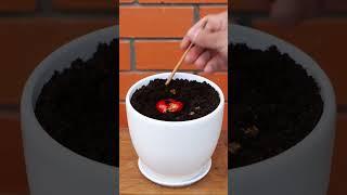 zz Busy At Home  These Quick Gardening Hacks Will Save You Time! 