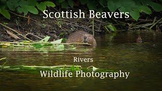 Beavers river wildlife Photography & Film