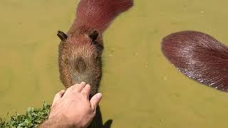 4 Minutes Of Unbelievable Capybara Awesomeness