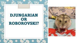 Is this Djungarian or Roborovski Hamster? Help us find out, please!