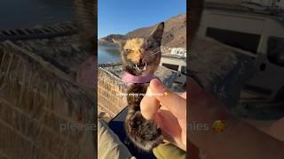 Day in the life of a Van Cat in Baja Mexico!  #cats #cat #vanlife #vancat #adventurecat