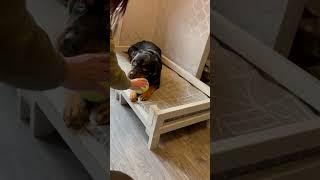 Rottweilers: The Class Clowns of the Dog World
