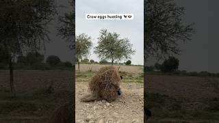Crow eggs hunting ‍⬛🪺#crow #eggs #farming #hunting #farmer