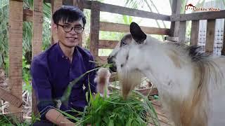 Monkey wawa facing with goat, raining day wawa with dad and moon feeding grass for goats and goose