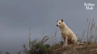 Poor Dog Who Lost Home And Her Owner Waits For A Miracle | Kritter Klub