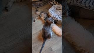 Calvin & Tipsy are feeling better from FIP  FIP doesn't have to be a death sentence ️