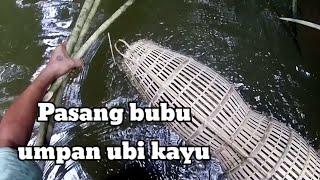 Pasang bubu umpan ubikayu//SINGKONG