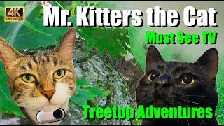 Mr. Kitters the Cat  Must See TV presents Great Deku Tree Adventures