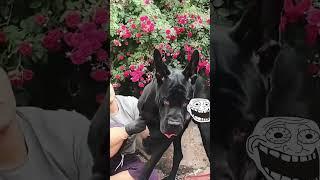 This dog is creating the new generation 779