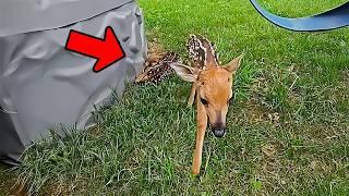 Girl saves two crying deer lost in her garden but then the unbelievable happens