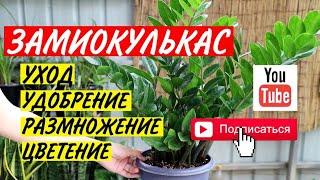 ЗАМИОКУЛЬКАС уход и удобрение | все СЕКРЕТЫ ухода | Долларовое дерево 2023