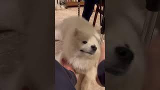 I think bao has a foot fetish 