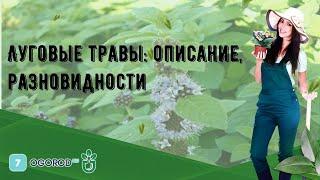 Луговые травы: описание, разновидности