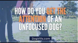 Training Your Dog – How to Get Him to Focus