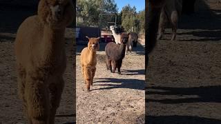 Off Grid Life w/ OVER 60 ALPACAS! ️ #offgrid #farm #shorts