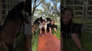 #GoatYoga is the best  #AnimalTherapy #FamilyFun #Sacramento #shorts