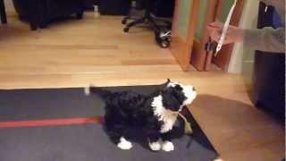 Clever 8 week old Portuguese Water Dog puppy training