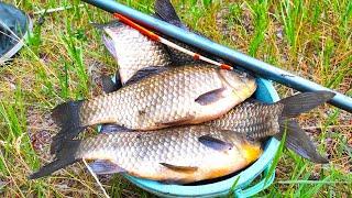 I GOT A BUCKET IN AN HOUR!!! LARGE YELLOW CARP fishing on a float