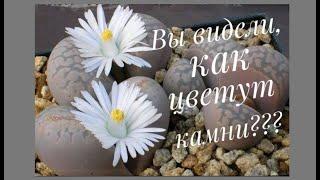 Литопс. Живые камни. Особенности ухода.