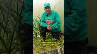 Ягоды станут намного крупнее и слаще! Чем подкормить клубнику в июне