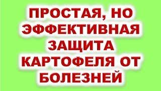 Простая, но эффективная защита картофеля от болезней.  Узнайте секретный рецепт