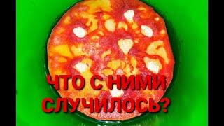 Что происходит с живыми кормами