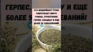 мощная трава более чем от 50 заболеваний #полезныесоветы #здоровье #зож #медицина