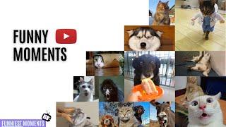 Run Chick Run! ~ Cute & Funny Animals, Kittens, Puppy  ~ Funniest Moments Tv